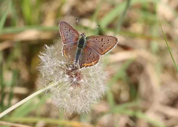 Brauner Feuerfalter